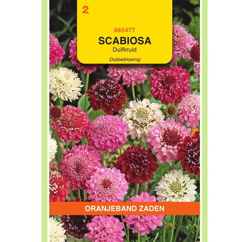 OBZ OBZ Scabiosa, Duifkruid dubbelbloemig