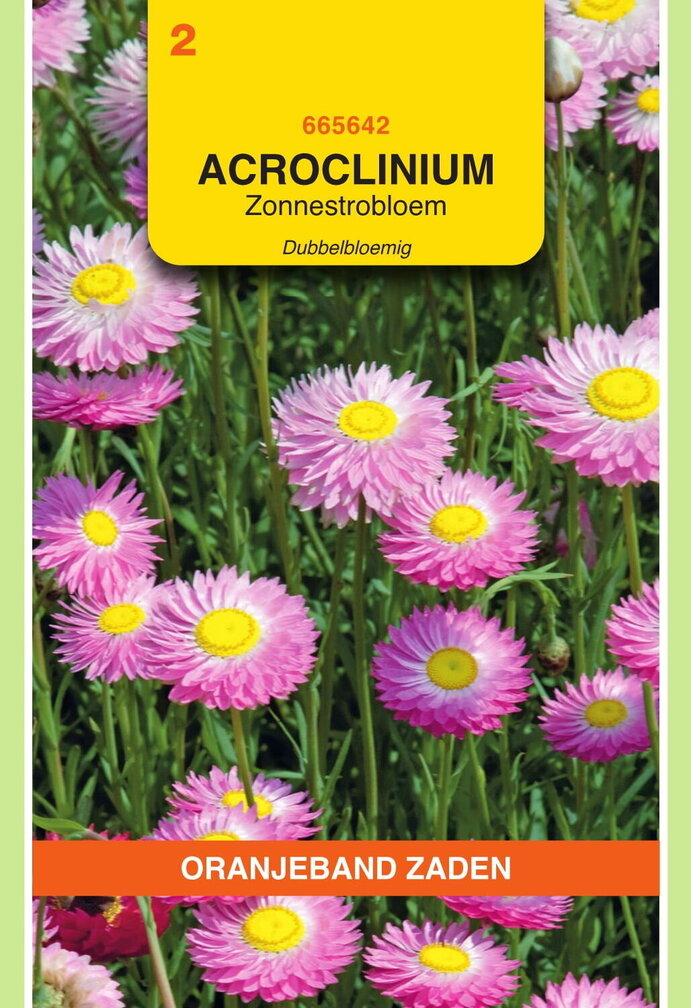 OBZ Acroclinium, Zonnestrobloem dubbelbloemig gemengd