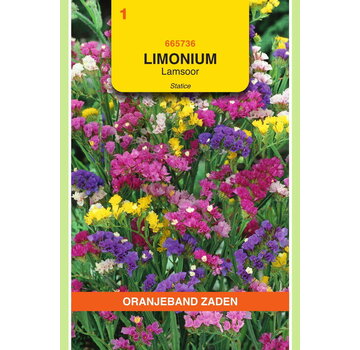 OBZ OBZ Limonium, Lamsoor Statice gemengd