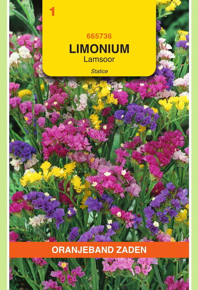 OBZ Limonium, Lamsoor Statice gemengd