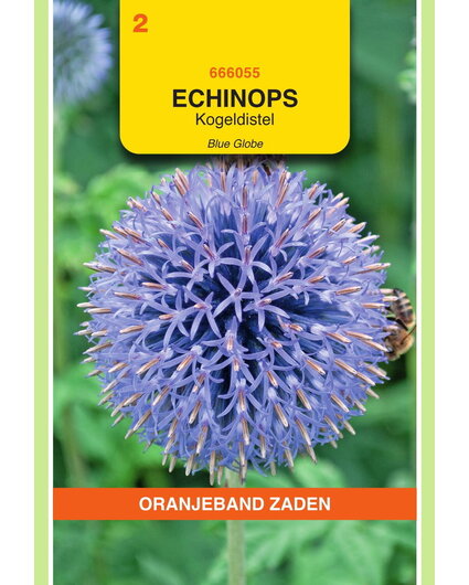 OBZ OBZ Echinops, Kogeldistel Blue Globe