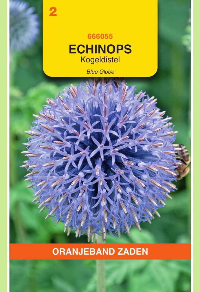 OBZ Echinops, Kogeldistel Blue Globe