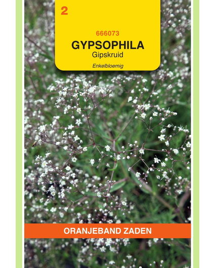 OBZ OBZ Gypsophila, Gipskruid enkelbloemig wit