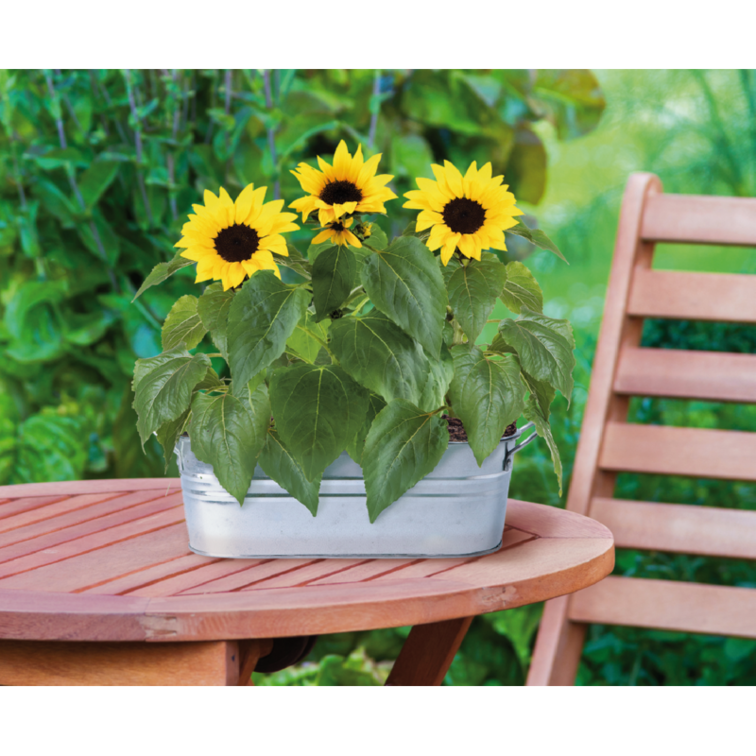 Small Garden "Happy Sunflower" (giftbox)