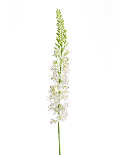 Zijden bloem "Eremurus" Spray Cream | 105cm