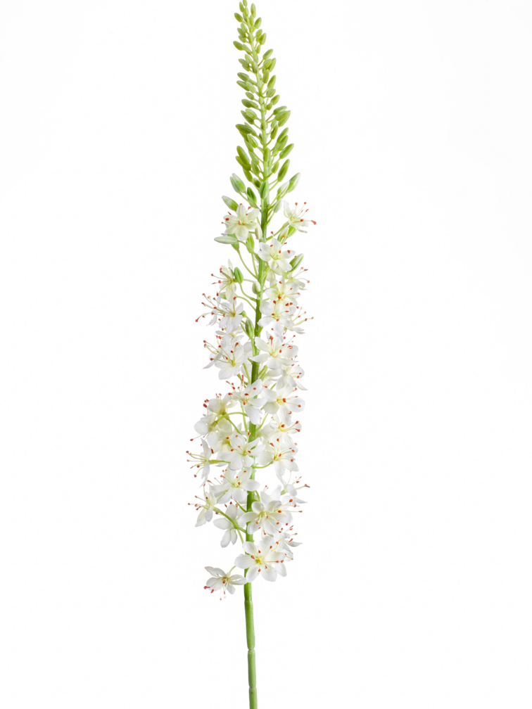 Zijden bloem "Eremurus" Spray Cream | 105cm