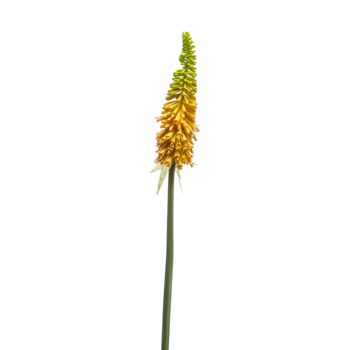 Zijden bloem "Kniphofia" spray yellow | 85 cm