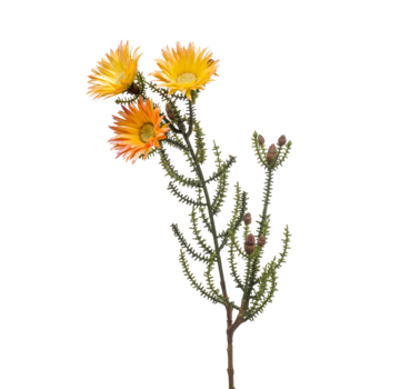Zijden bloem "Phaenocoma" spray yellow | 61 cm