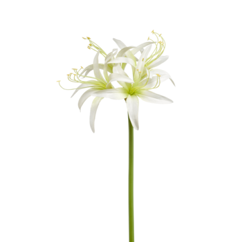 Zijden bloem "Amaryllis Spider" Spray Cream | 73 cm