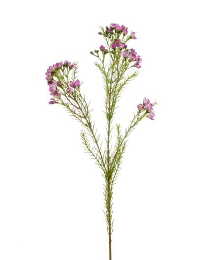 Zijden bloem "Wax Flower" Spray light purple | 78 cm