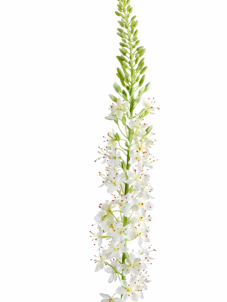 Zijden bloem "Eremurus" Spray Cream | 105cm