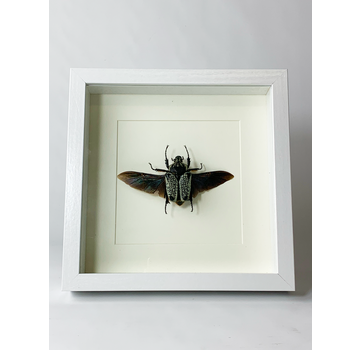 Goliathus Orientalis | In witte lijst | 25x25cm