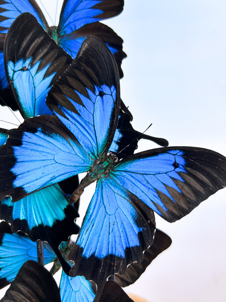 Vlinderstolp | Papilio Ulysses | 6 stuks |  40 x 20 cm