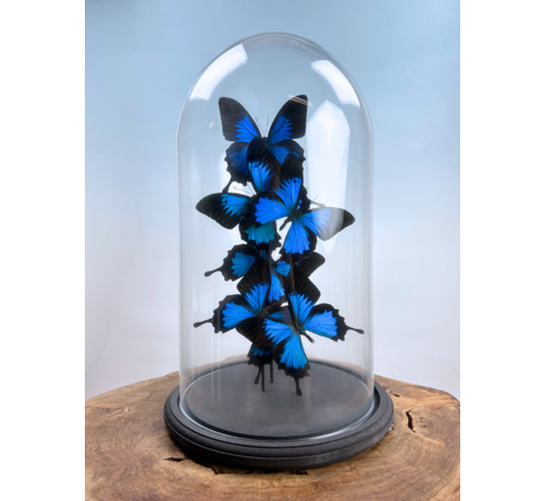 Vlinderstolp | Papilio Ulysses | 6 stuks |  40 x 20 cm