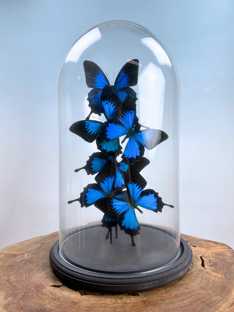 Vlinderstolp | Papilio Ulysses | 6 stuks |  40 x 20 cm