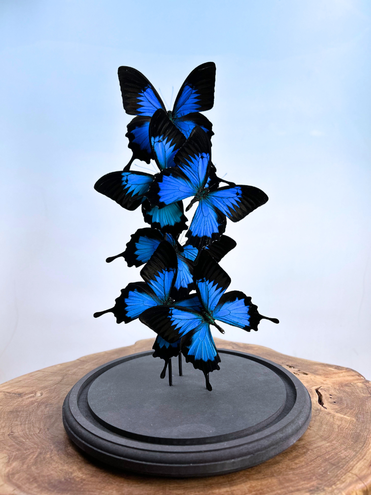 Vlinderstolp | Papilio Ulysses | 6 stuks |  40 x 20 cm
