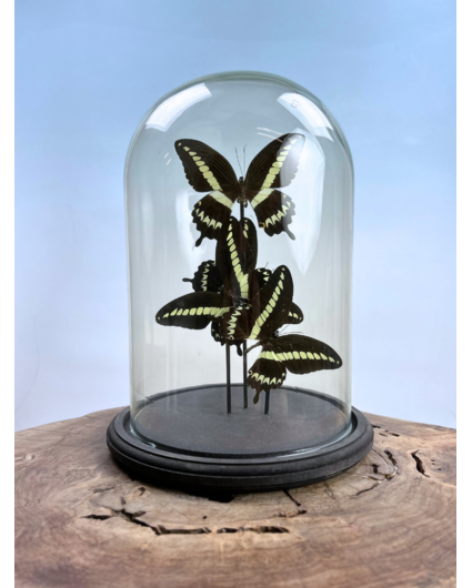 Vlinderstolp | Papilio Thoas | 3 stuks | 30x25cm