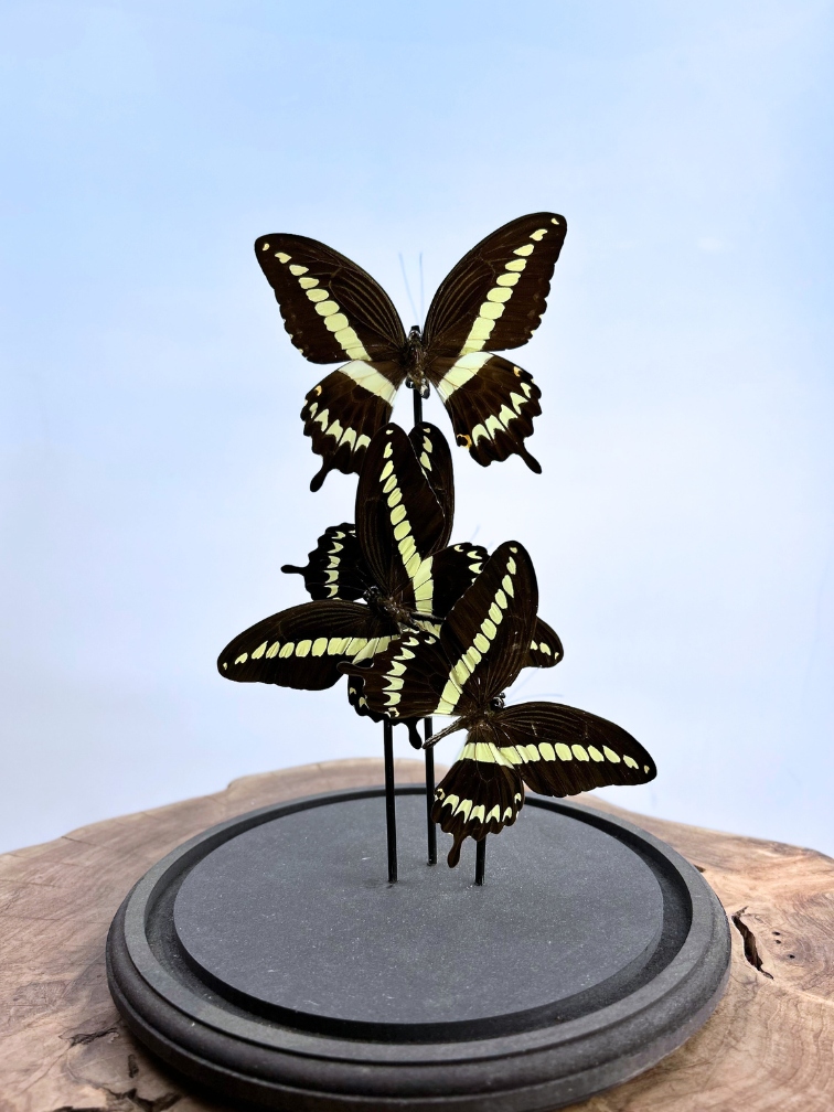 Vlinderstolp |  Papilio Thoas | 3 stuks | 30x25cm