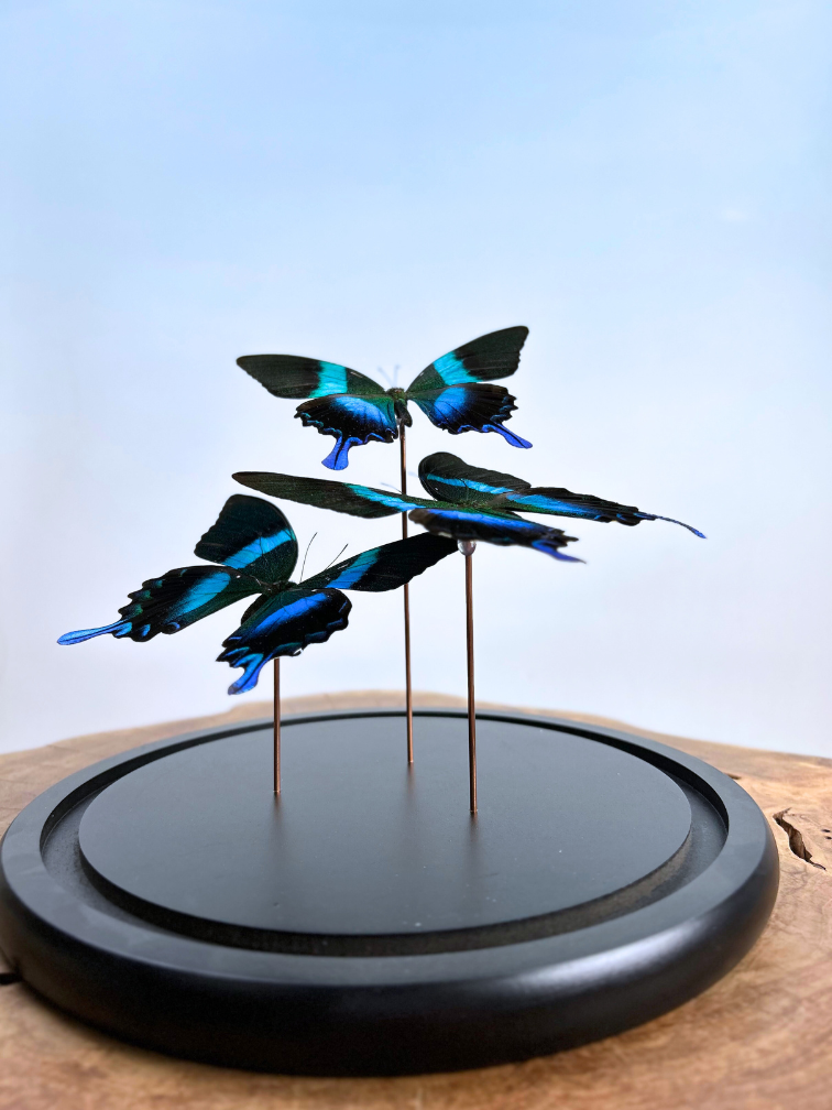 Vlinderstolp| Papilio Blumei | 3 stuks | 23x23cm