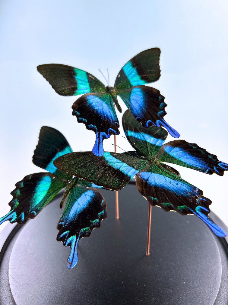 Vlinderstolp| Papilio Blumei | 3 stuks | 23x23cm