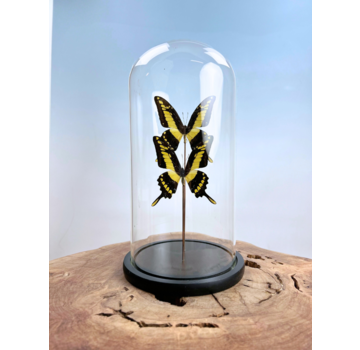 Vlinderstolp | Papilio Thoas | 2 stuks | 30x17,5cm