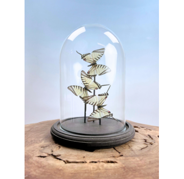 Vlinderstolp | Eurytides Protesilaus | 3 stuks | 25x25cm