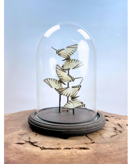 Vlinderstolp | Eurytides Protesilaus | 3 stuks | 25x25cm