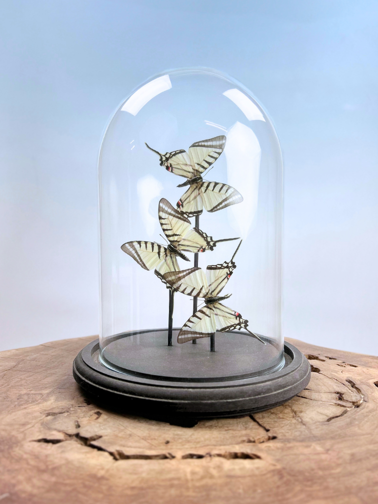 Vlinderstolp | Eurytides Protesilaus | 3 stuks | 25x25cm