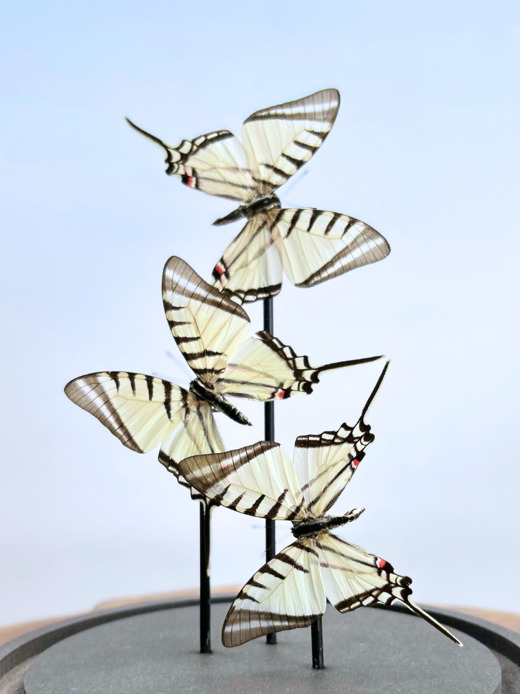 Vlinderstolp | Eurytides Protesilaus | 3 stuks | 25x25cm