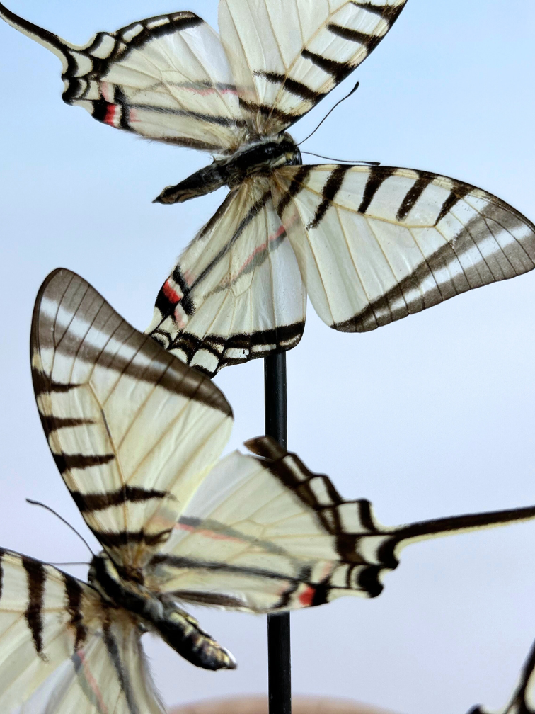 Vlinderstolp | Eurytides Protesilaus | 3 stuks | 25x25cm