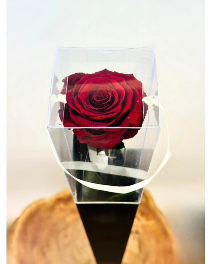 Longlife Roos "Sealed Love" in giftbox (donkerrood) - 70 cm