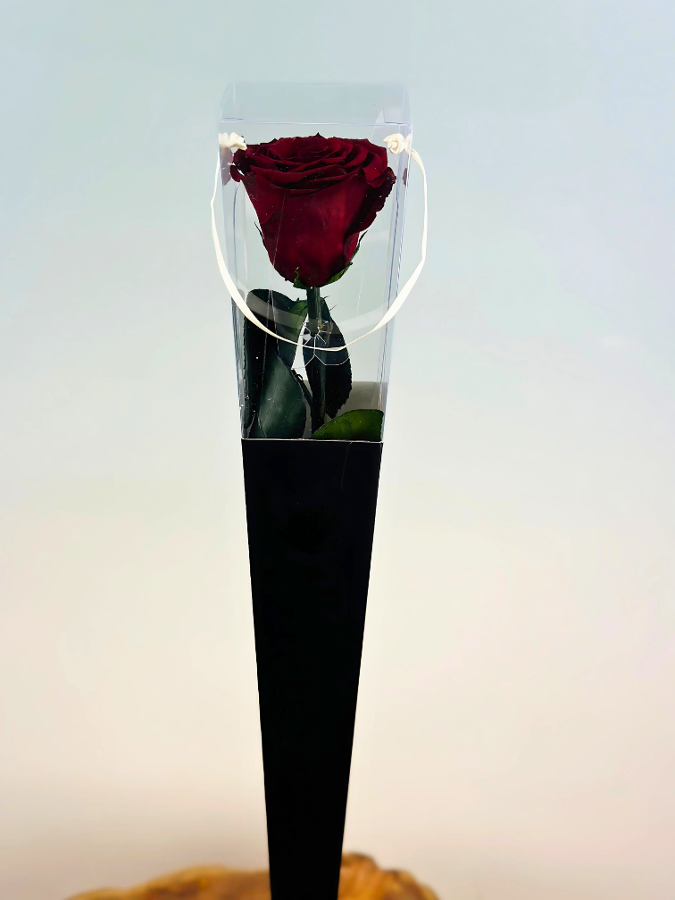 Longlife Roos "Sealed Love" in giftbox (donkerrood) - 70 cm