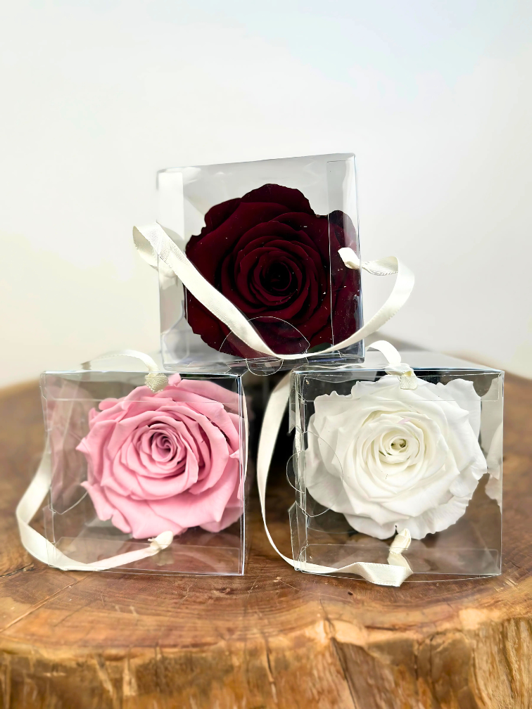 Longlife Roos "Sealed Love" in giftbox (donkerrood) - 70 cm