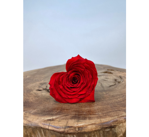 DIY | Longlife rozenkop | Hart - Rood