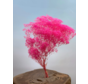 Gipskruid 'Super Fuchsia' - 5 stelen