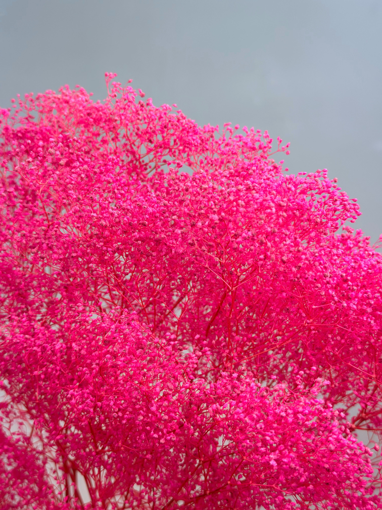Gipskruid 'Super Fuchsia' - 5 stelen