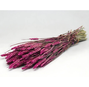 Tarwe 'roze' | gehele bos
