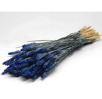 Tarwe 'blauw' | gehele bos
