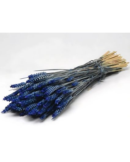 Tarwe 'blauw' | gehele bos