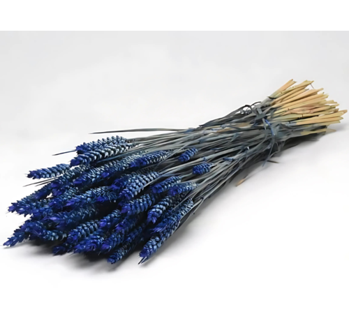 Tarwe 'blauw' | gehele bos