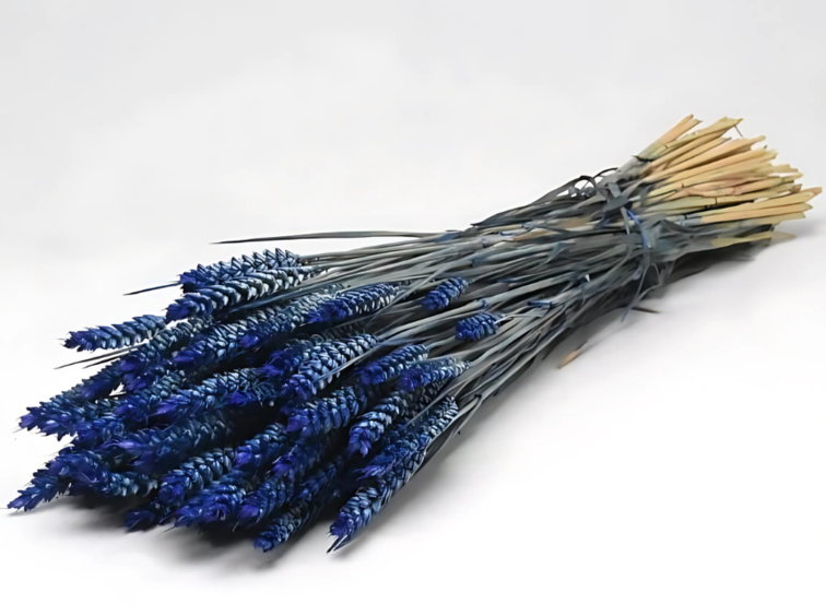 Tarwe 'blauw' | gehele bos