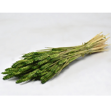Tarwe 'groen' | gehele bos