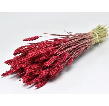 Tarwe 'rood' | gehele bos