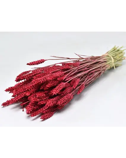 Tarwe 'rood' | gehele bos