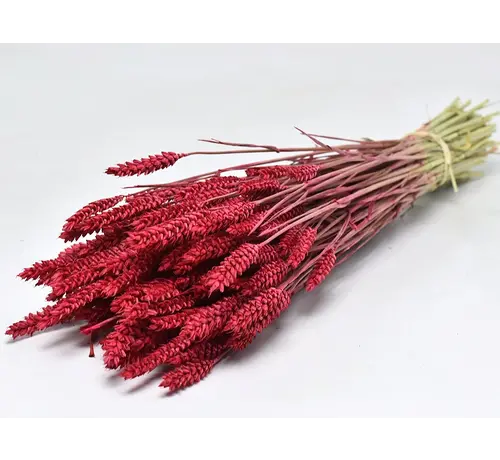 Tarwe 'rood' | gehele bos