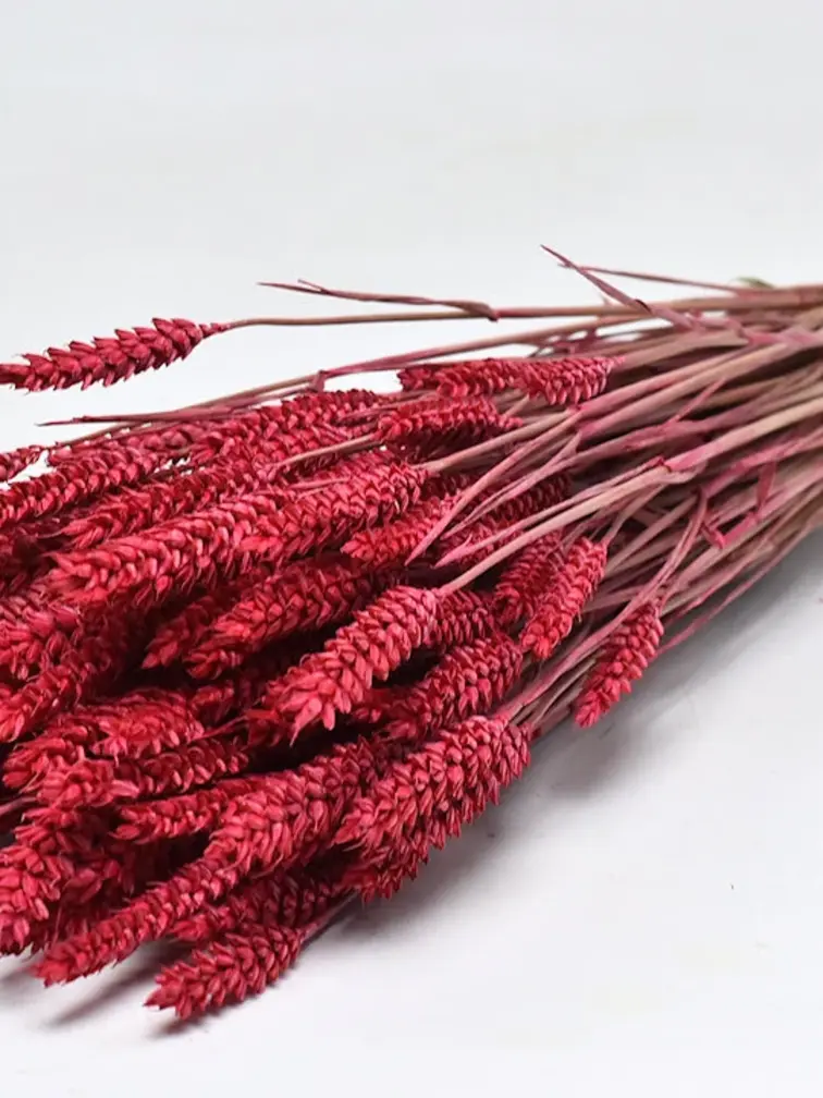 Tarwe 'rood' | gehele bos