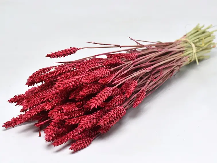 Tarwe 'rood' | gehele bos