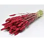 Tarwe 'rood' | gehele bos