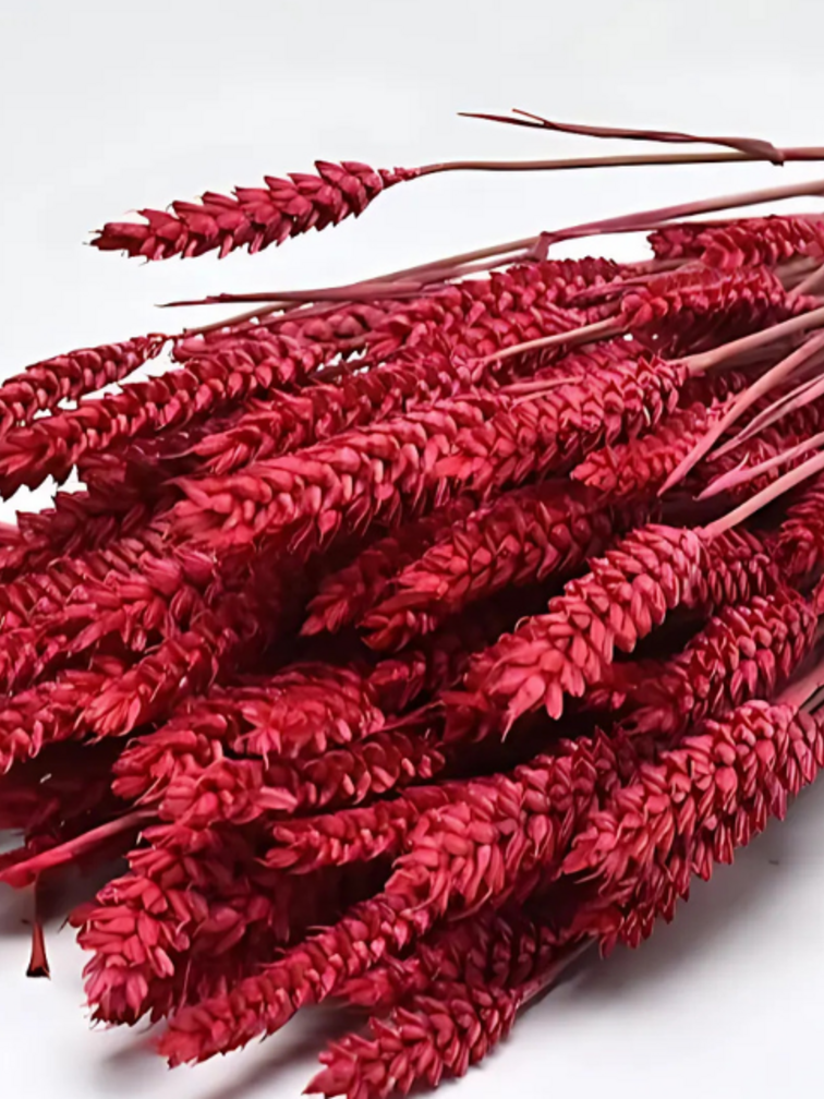 Tarwe 'rood' | gehele bos