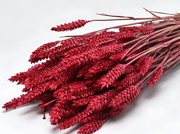 Tarwe 'rood' | gehele bos